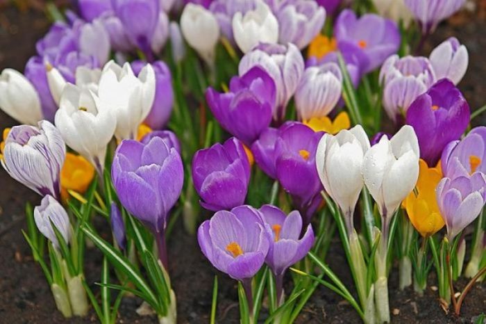 azafranes de flores grandes