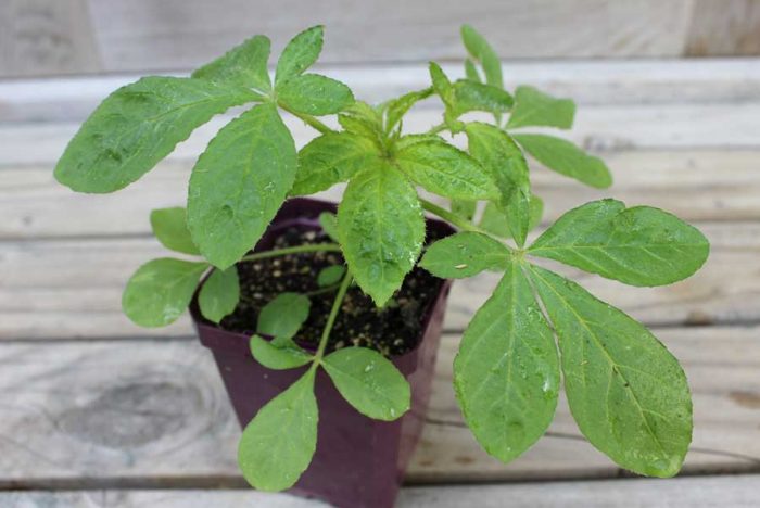 Cuidado de las plantas de semillero