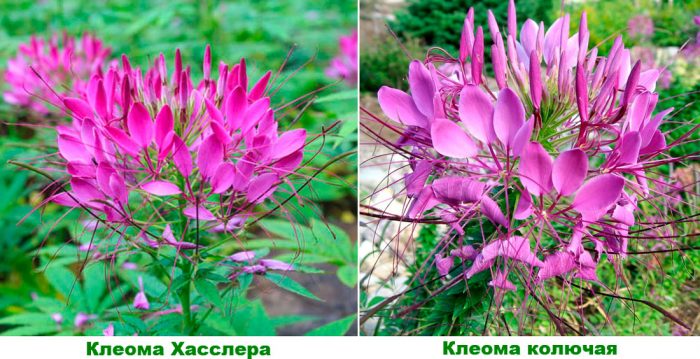 Tipos y variedades de cleome