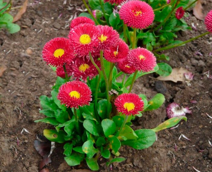 Margarita perenne