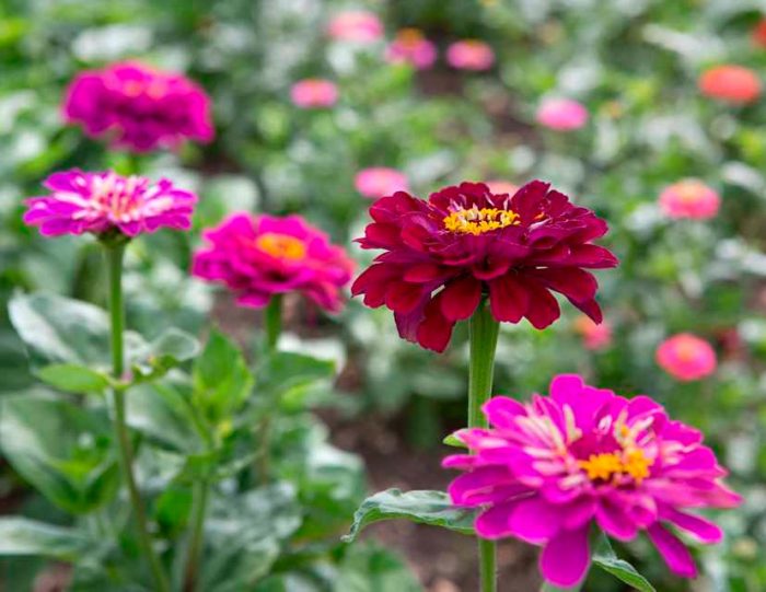 Cuidado de la zinnia en el jardín