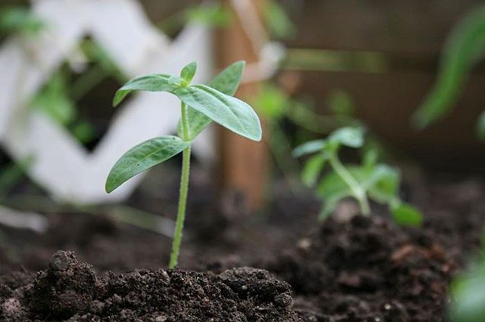 Plantación de zinnias en campo abierto