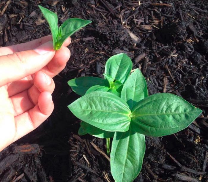 Cómo pellizcar una zinnia