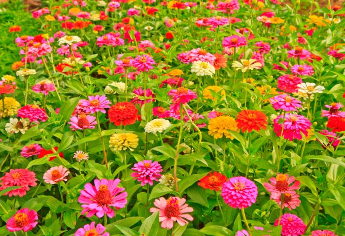 Zinnia elegans