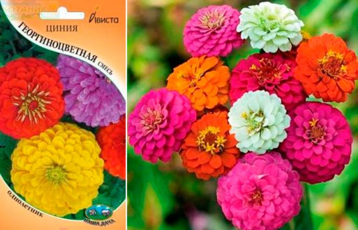 Dalia zinnia