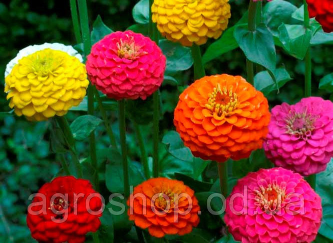 Zinnia liliputiense, o pompón
