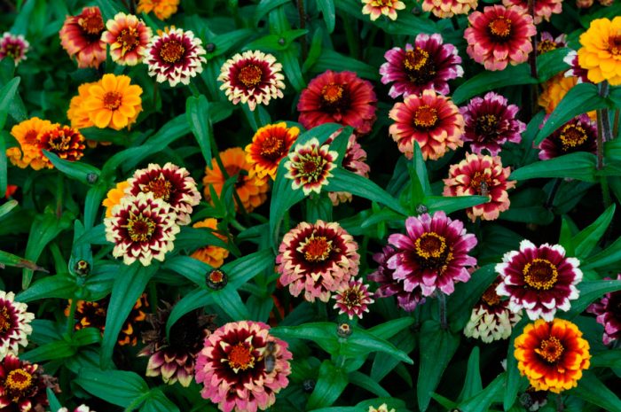 Zinnia Haage