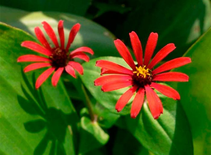 Zinnia tenuiflora