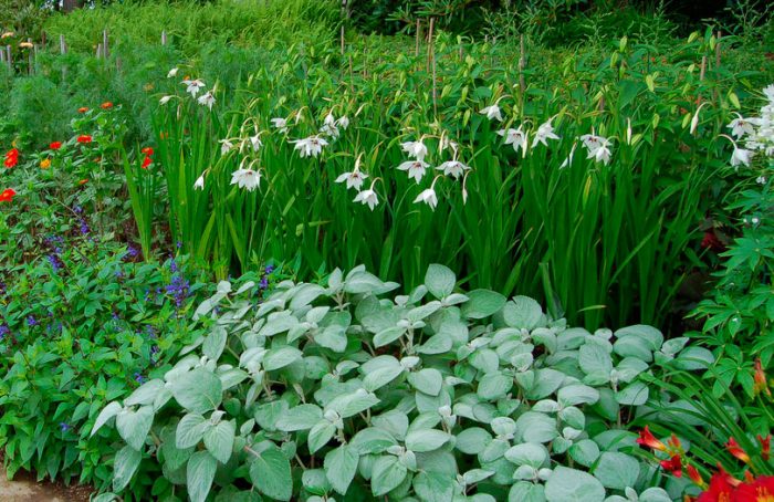 Cuidado de la acidanthera en el jardín