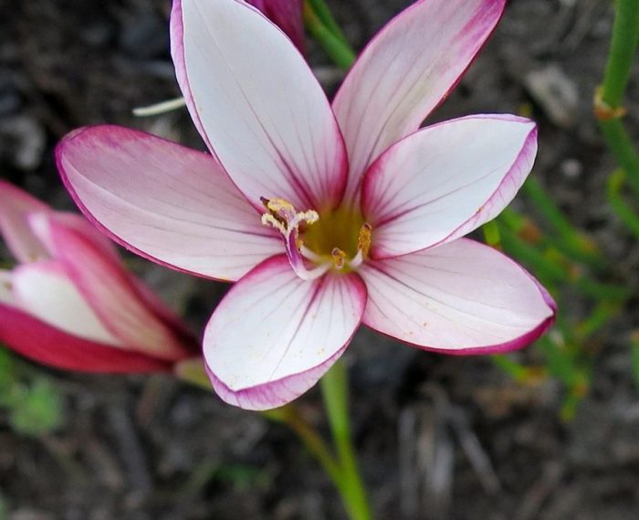 Acidanthera tropicalis