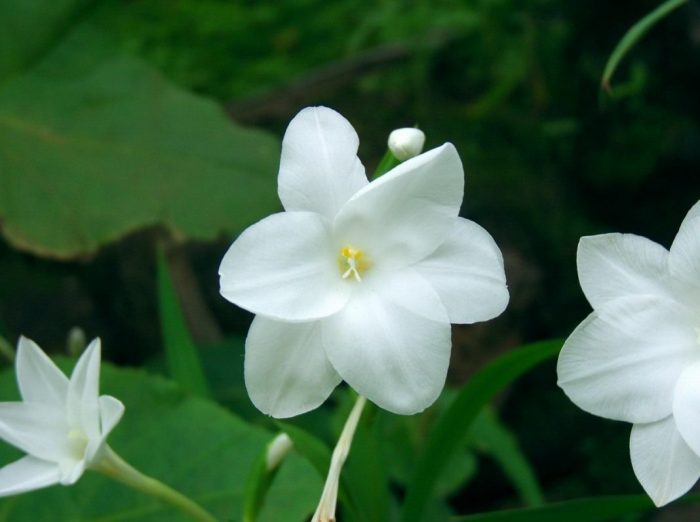 Acidanthera alba