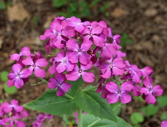 Cuidado de la Lunaria en el jardín