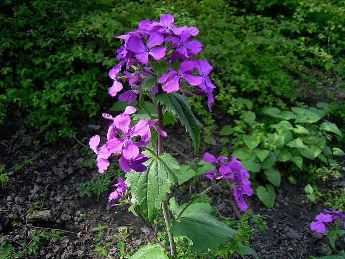 Lunaria anual