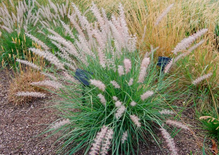 Pennisetum orientalis