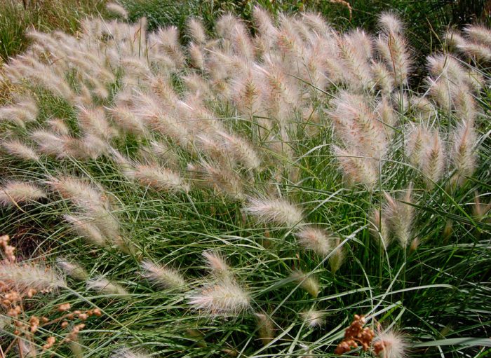 Pennisetum villosa