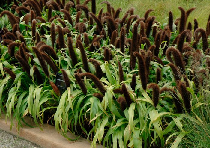 Pennisetum glaucosum