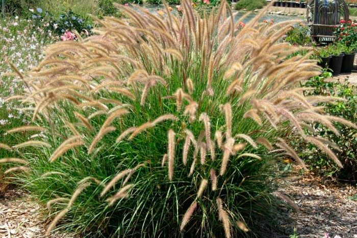 Pennisetum bristly