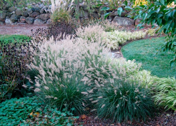 Pennisetum en el diseño paisajístico