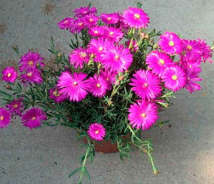 Mesembryanthemum - foto, cuidados, especie, descripción, reproducción