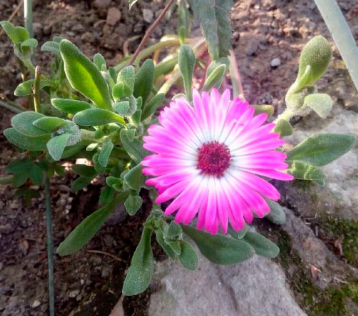 Plantación y cuidado del mesembryanthemum en campo abierto