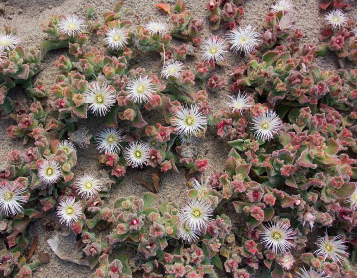 Cristal mesembriantemum