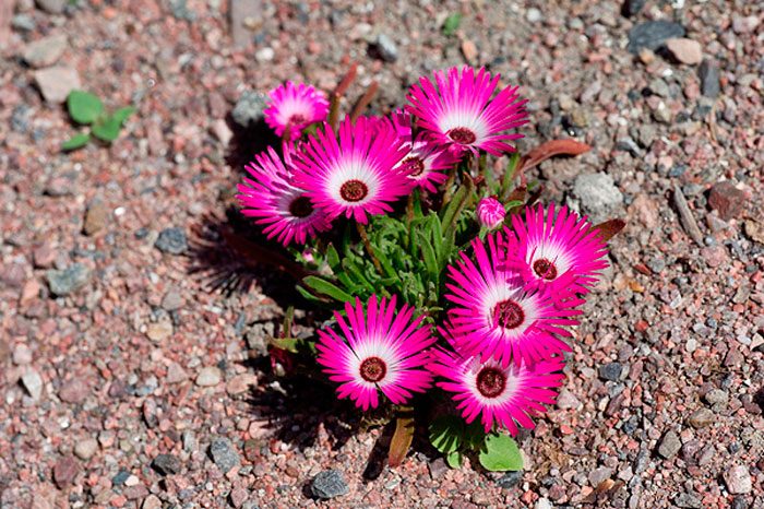 Mesembryanthemum gramineum