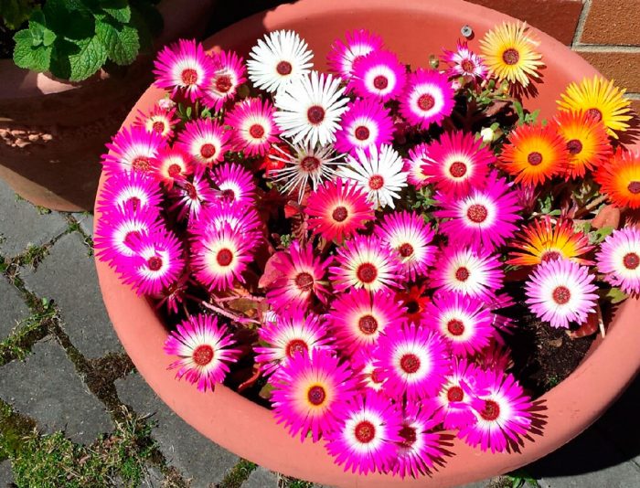 Margarita mesembryanthemum
