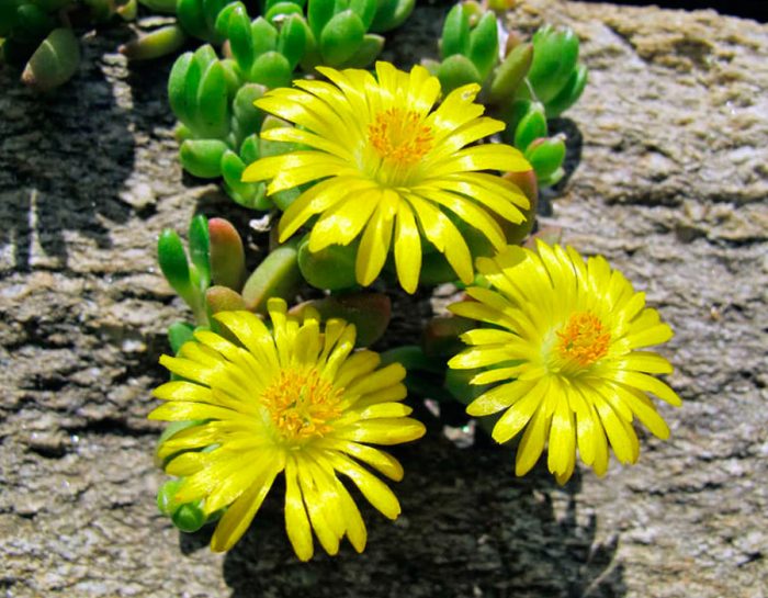Mesembryanthemum nublado