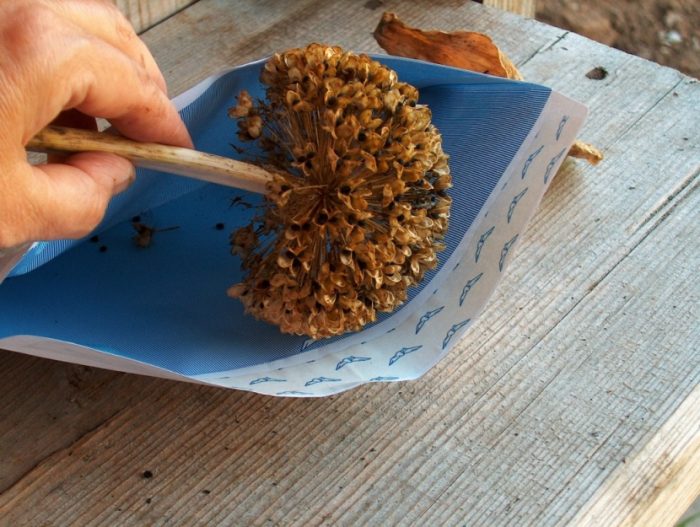 Propagación del allium por semillas