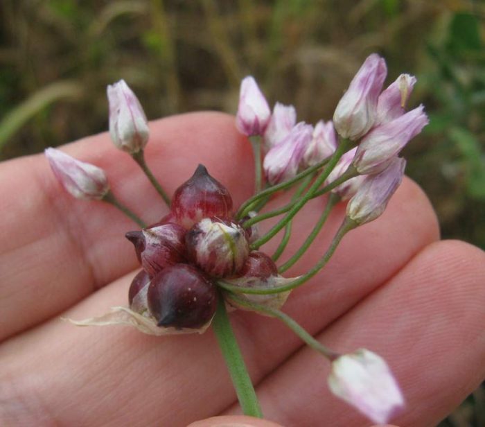 Propagación de Allium por bulbillos