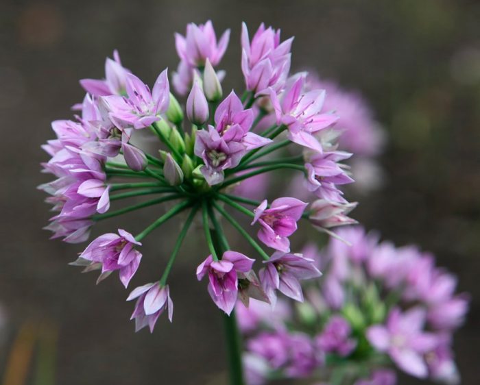 Allium Eros