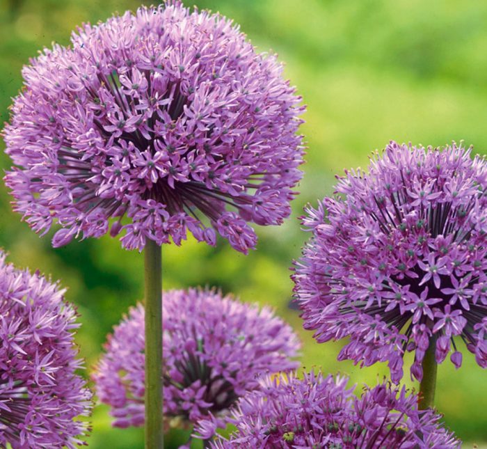 Allium aflatunensis