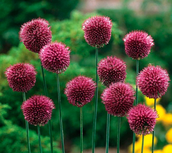 Allium cabeza redonda