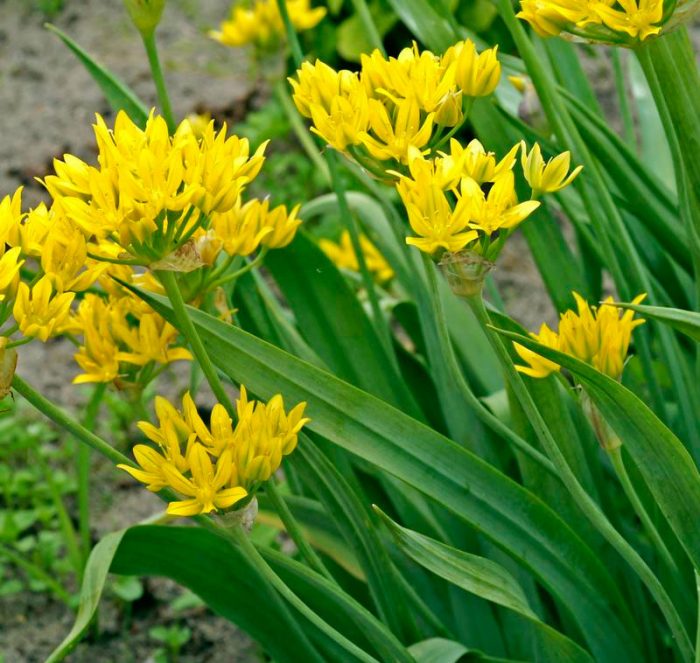 Allium moli