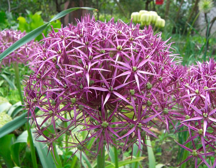 Allium Christoph