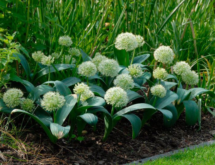 Allium reina de marfil