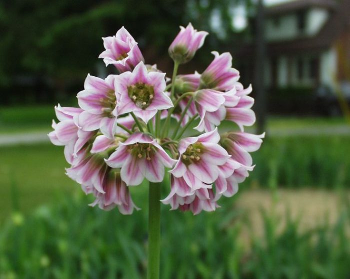 Allium búlgaro
