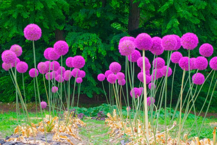 Allium giganteum