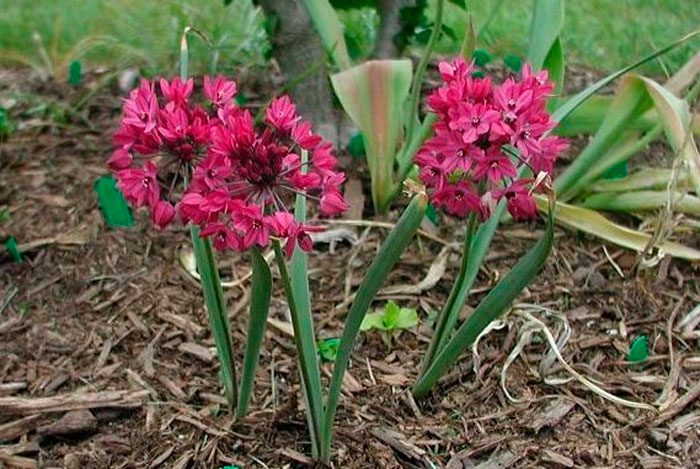 Allium montaniferum