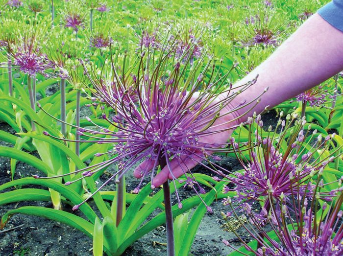 allium schubert