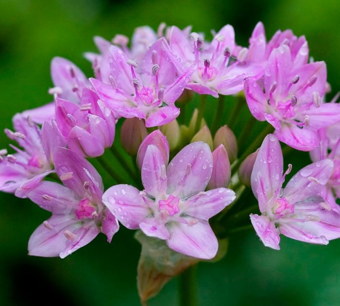 Allium unifolium
