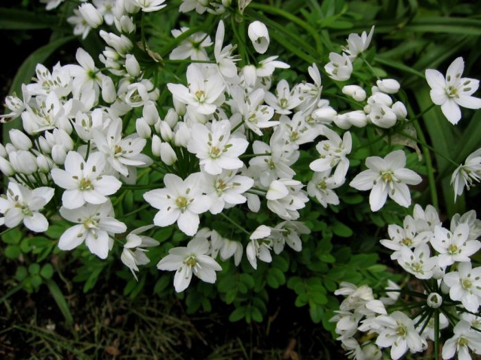 Allium Kovani