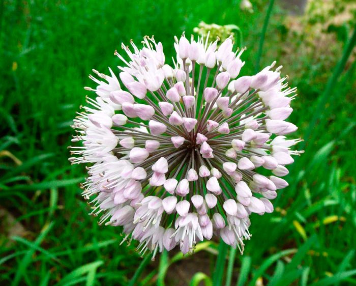 Allium neapolitanum