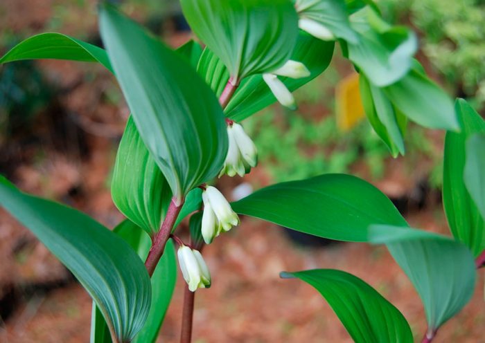 farmacia kupena