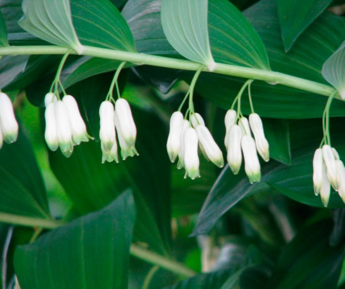Kupena multiflora