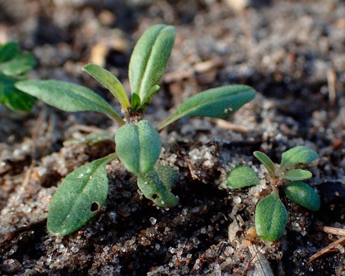 Cheiranthus (Lakfiol): foto, cuidados, especie, descripción, reproducción