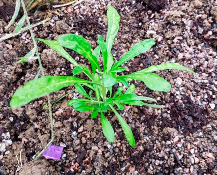 Cheiranthus (Lakfiol): foto, cuidados, especie, descripción, reproducción