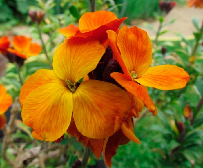 Cheiranthus (Lakfiol): foto, cuidados, especie, descripción, reproducción