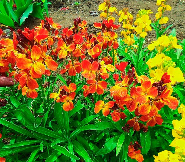 Cheiranthus (Lakfiol): foto, cuidados, especie, descripción, reproducción