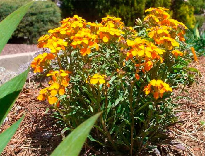 Cheiranthus (Lakfiol): foto, cuidados, especie, descripción, reproducción